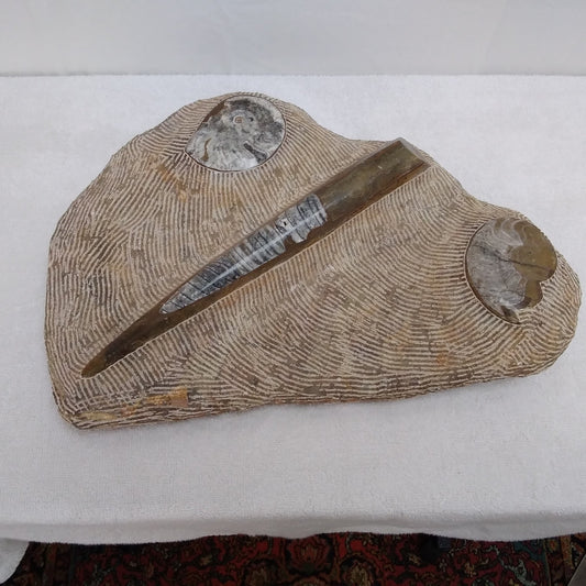 Ammonite and Orthoceras Composite Plate