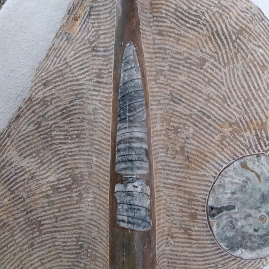 Ammonite and Orthoceras Composite Plate